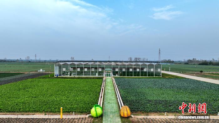 嘉鱼蔬菜科技示范园。吴淘淘 摄
