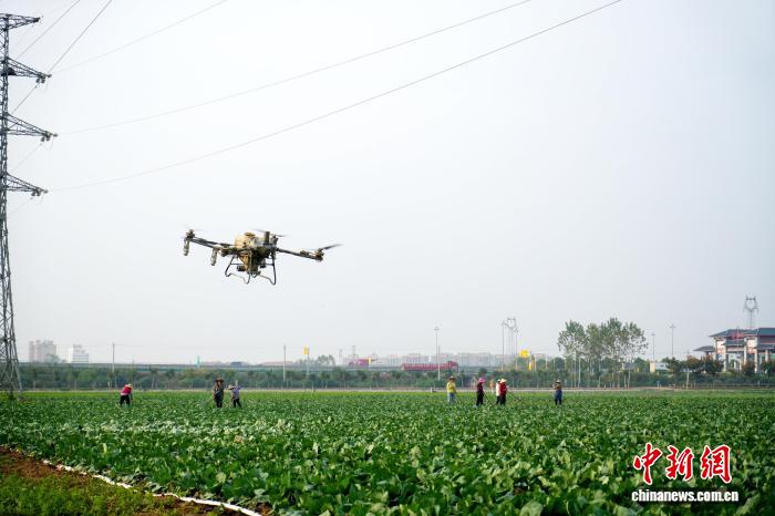 无人机喷洒作业。吴淘淘 摄