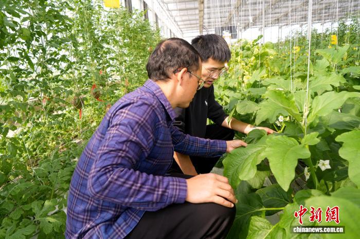 科技特派员助力湖北嘉鱼甘蓝产业腾飞