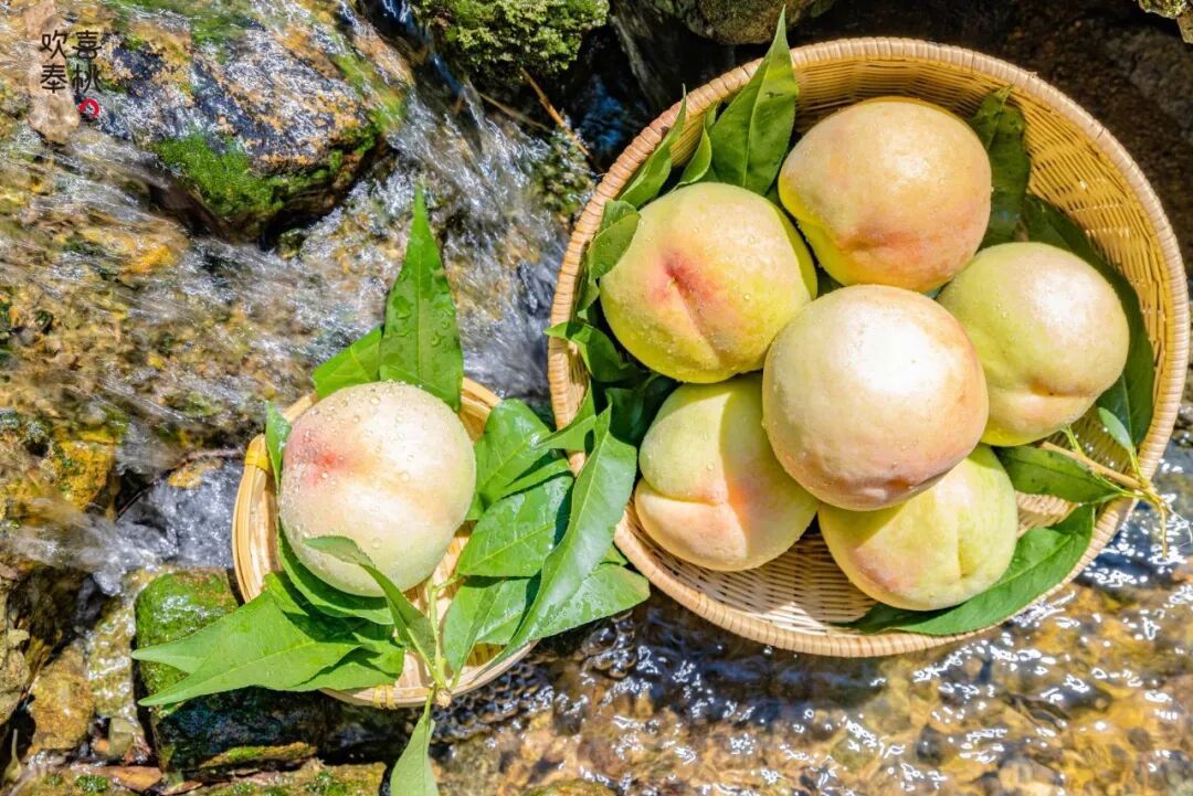 奉化水蜜桃