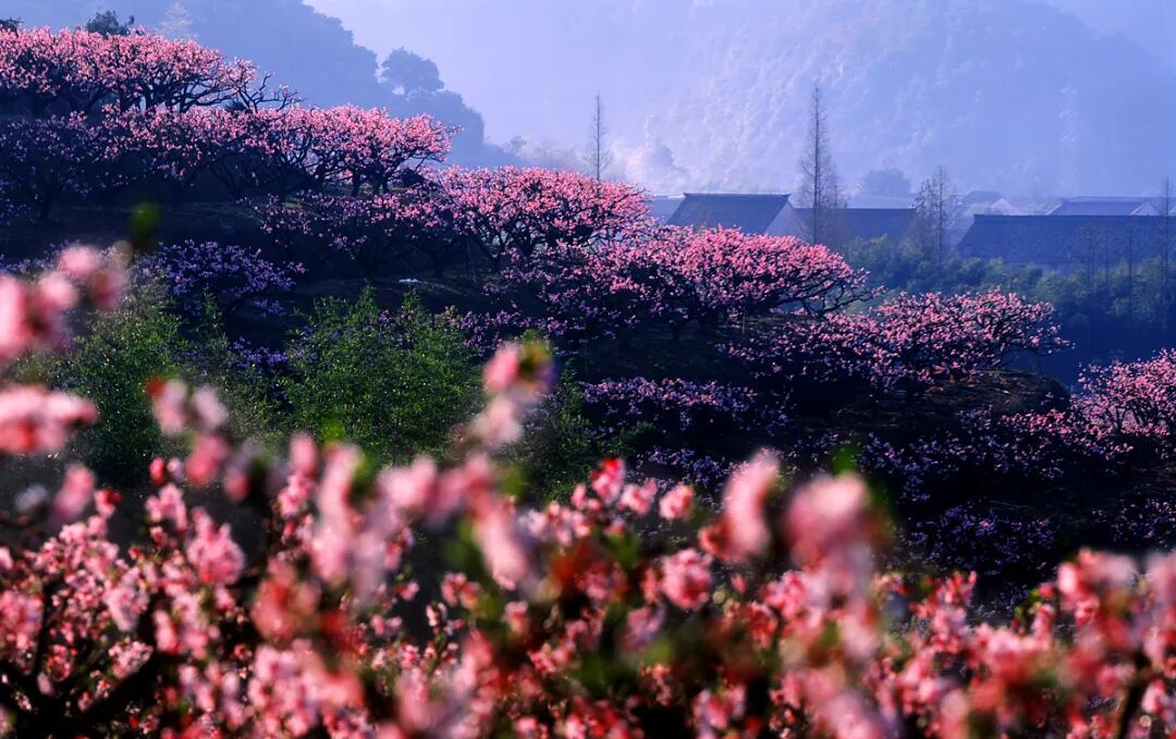 一生必去！奉化：桃花、生态与文化的完美融合