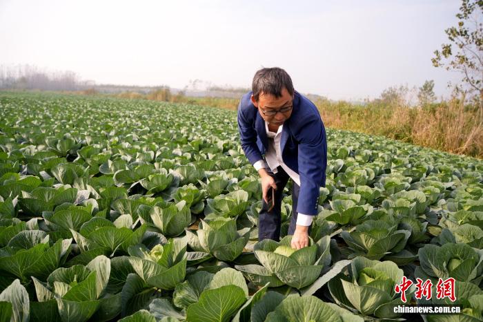 郑胜维在田间观察甘蓝长势。吴淘淘 摄