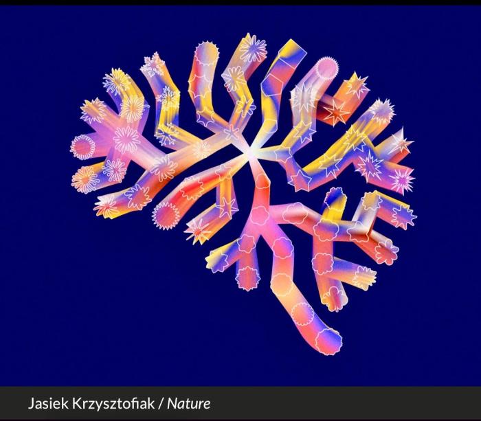 国际研究发布大脑发育动态图谱 揭示精神疾病起源新线索