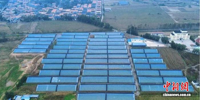 山西高平：大棚经济与智慧种植双轮驱动乡村振兴