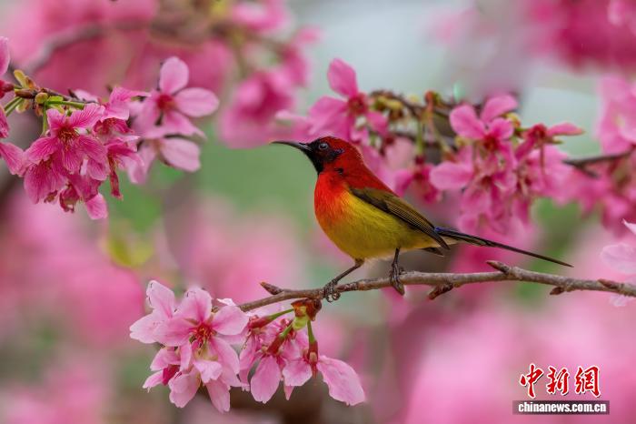 中越跨境生态廊道建设：观鸟热潮背后的生态保护新篇章