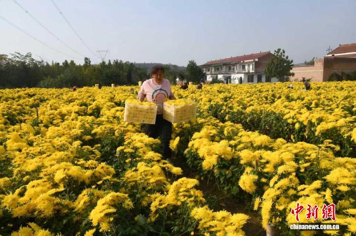 山西闻喜县桐城镇下白土村金丝皇菊种植基地