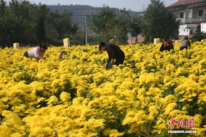 村民采摘金丝皇菊