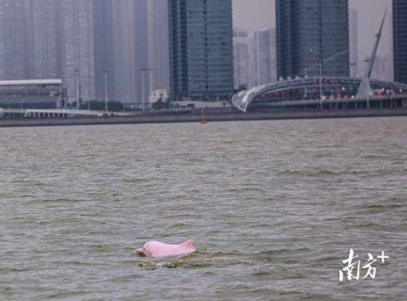 中华白海豚现身港珠澳大桥海域