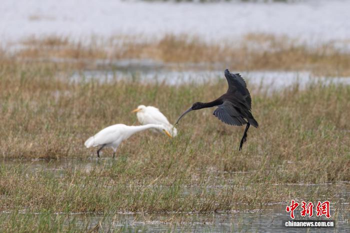 “湿地彩虹”彩鹮到访海南昌江