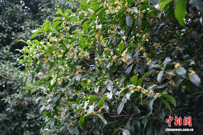 杭州迟桂花芬芳满城 探秘郁达夫《迟桂花》灵感之源