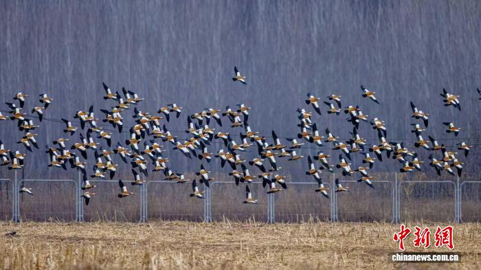 北京密云迎候鸟迁徙高峰