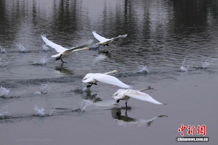 北京密云候鸟群