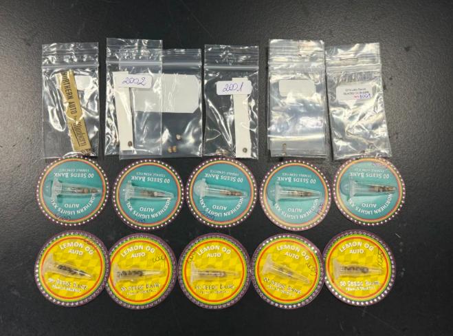 广州海关成功截获68粒非法入境大麻种子