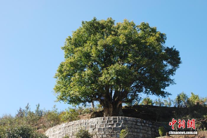 临沧凤庆县3200年古茶树