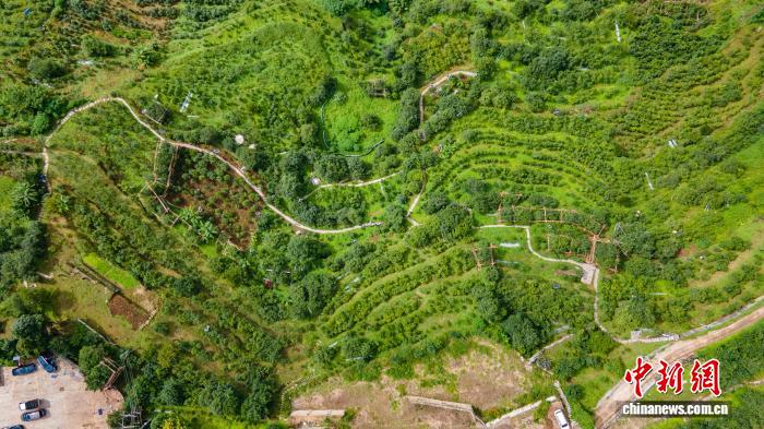 临沧冰岛古茶园