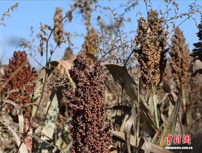 （乡村行·看振兴）山西柳林：机械化抢收秋粮  产业链赋能增收