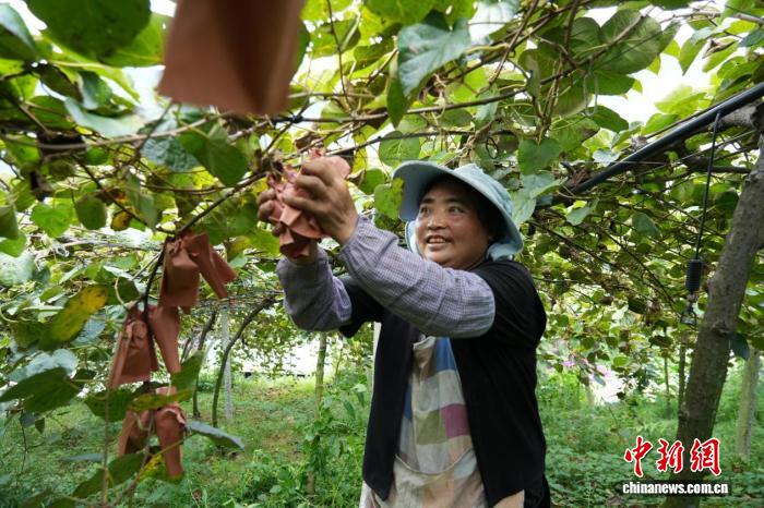 贵州水城红心猕猴桃丰收季：产业振兴引领甜蜜生活