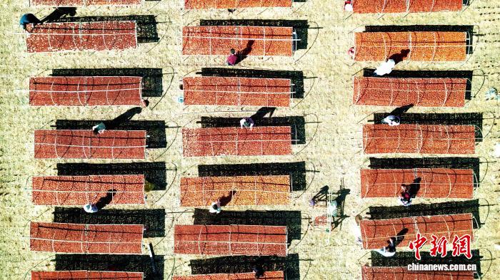 永定区陈东乡城东村柿饼晾晒场忙碌景象