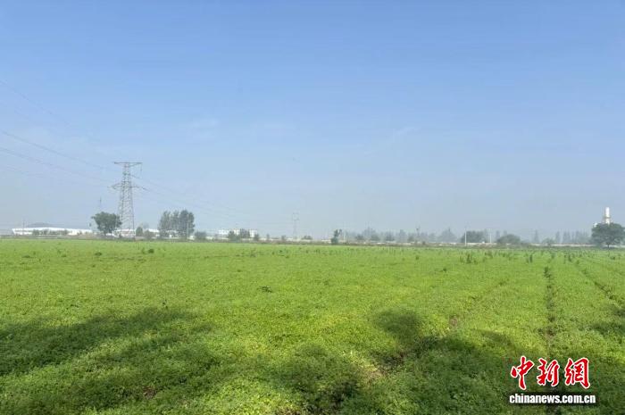 山西长治潞城区创新模式：育苗移栽助力潞党参产业振兴