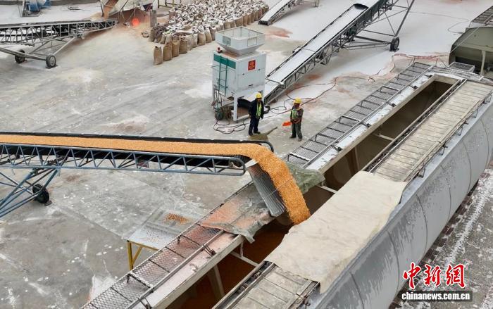 散粮专列装车现场