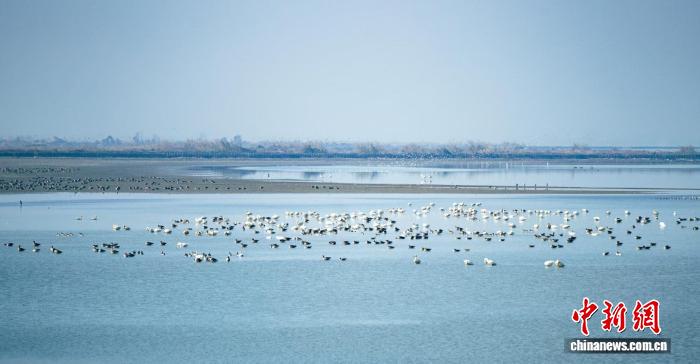沉湖湿地候鸟栖息