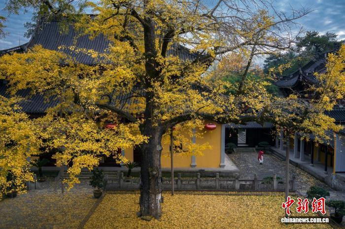 秋日雪窦寺金黄落叶