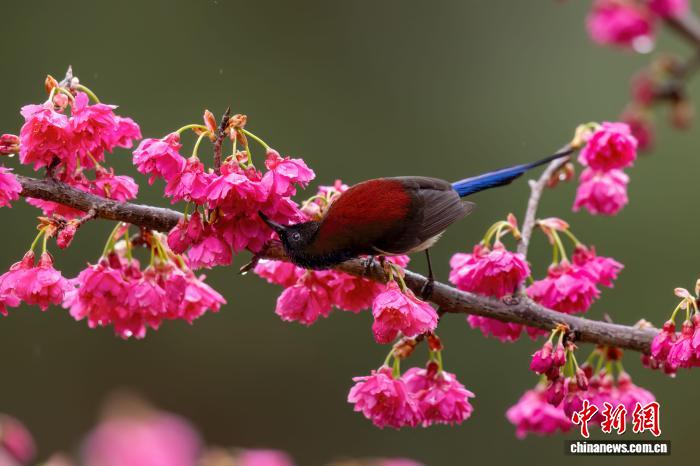 林秀文拍摄的鸟类影像