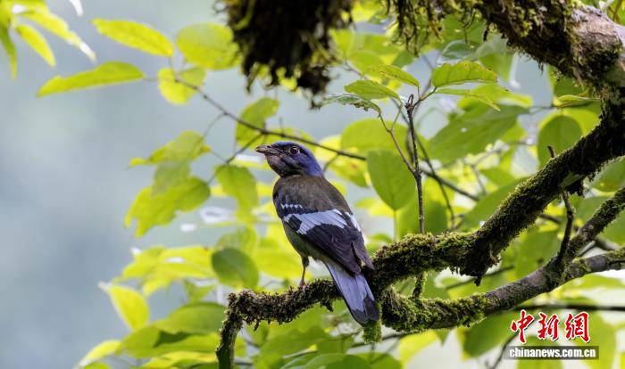中越边境护鸟人九年坚守：用镜头记录跨境生态变迁
