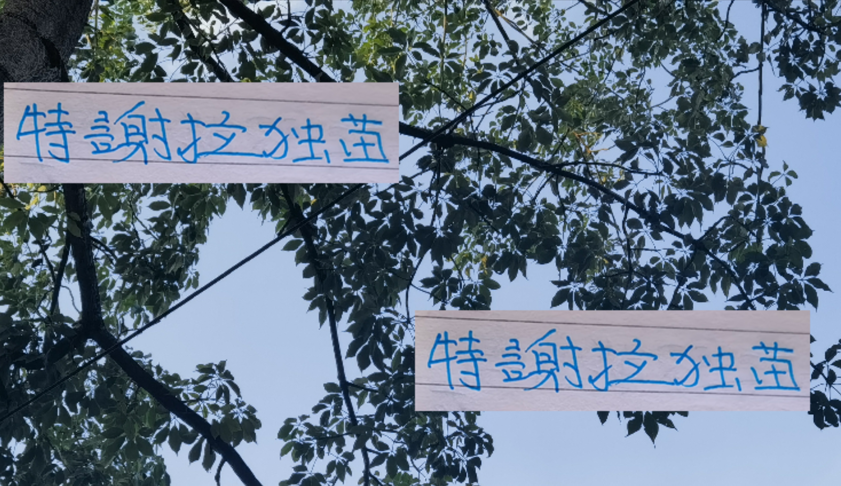 特谢拉成申花亚冠唯一外援！续约前景几何？