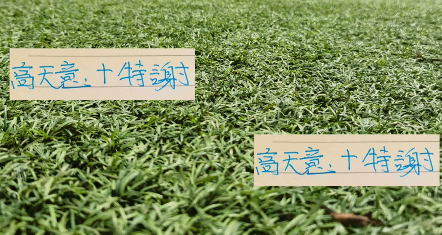 高天意特谢拉成申花进攻双核，成都一战能否再建奇功？