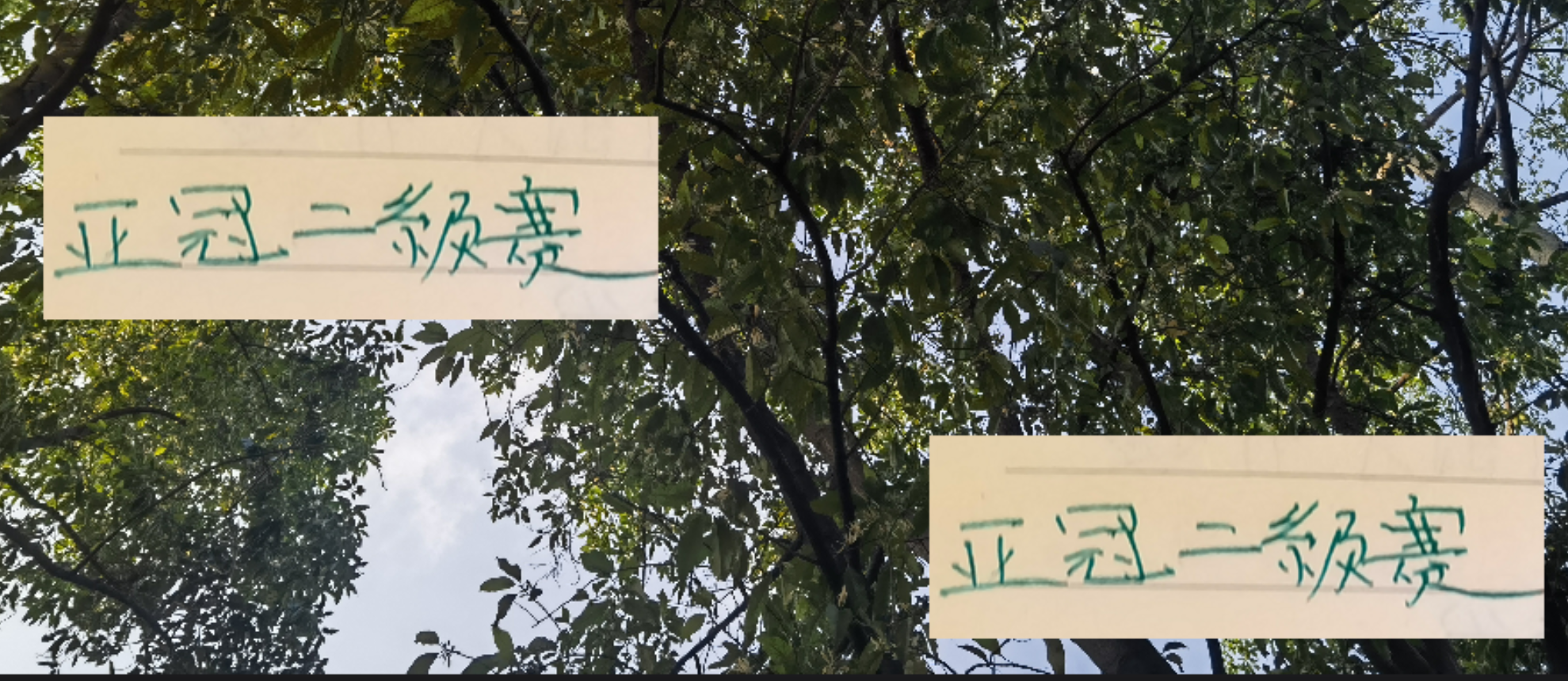 亚冠二级联赛：北京国安效仿申花策略，仅派单外援首发