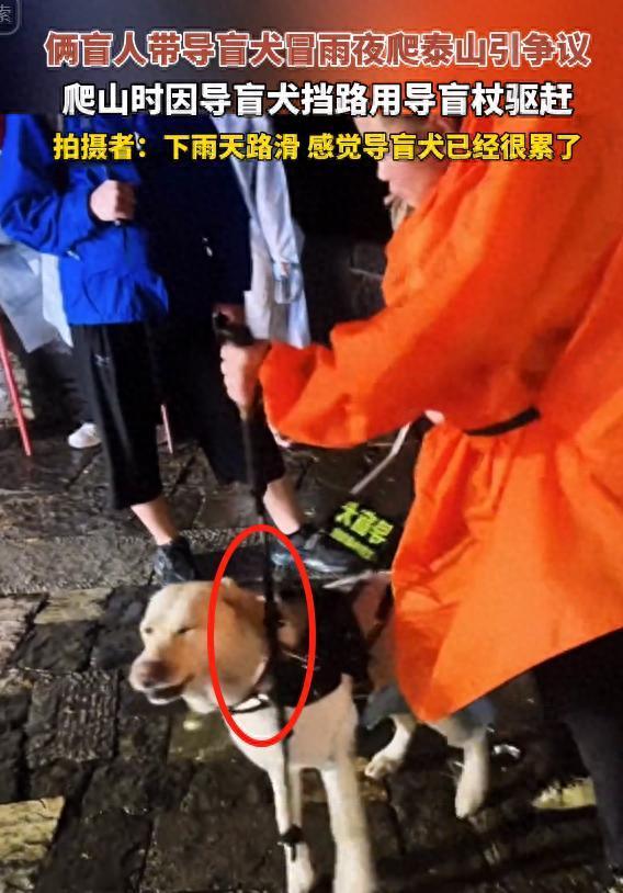 导盲犬爬泰山被打后：狗狗暂停使用，主人账号被扒，更多劣迹曝光