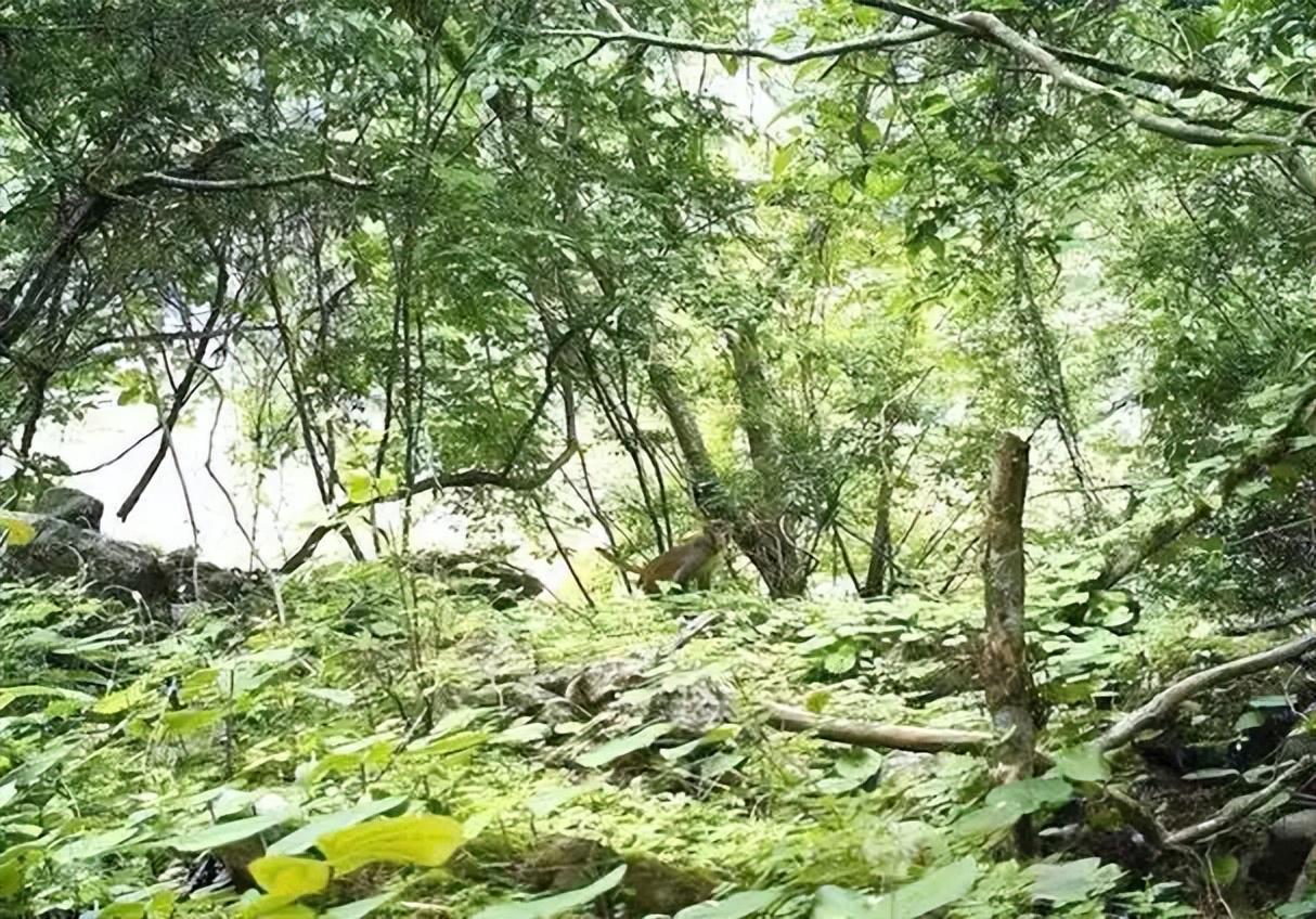 广东郁南重现‘中国水龙’长鬣蜥，16条健康个体现生态奇迹