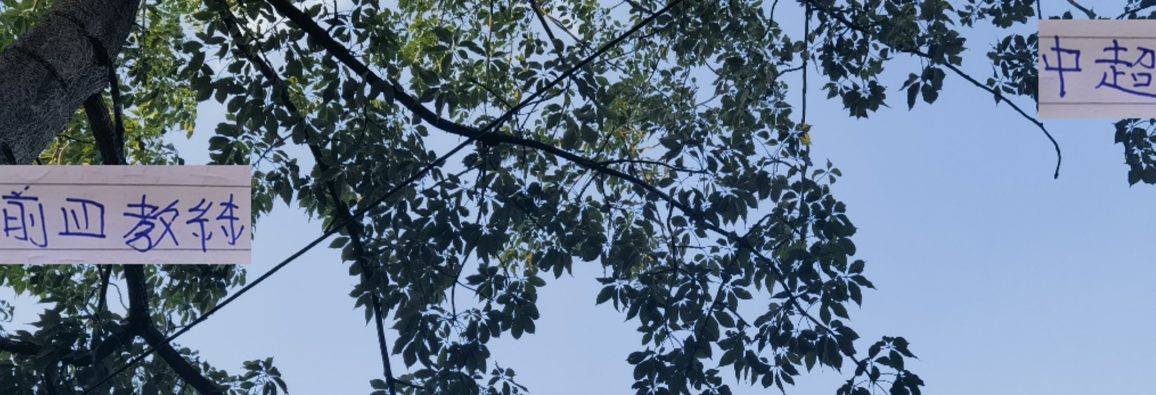 中超前四教练明年前途解析：申花主帅稳坐，其他球队存变数
