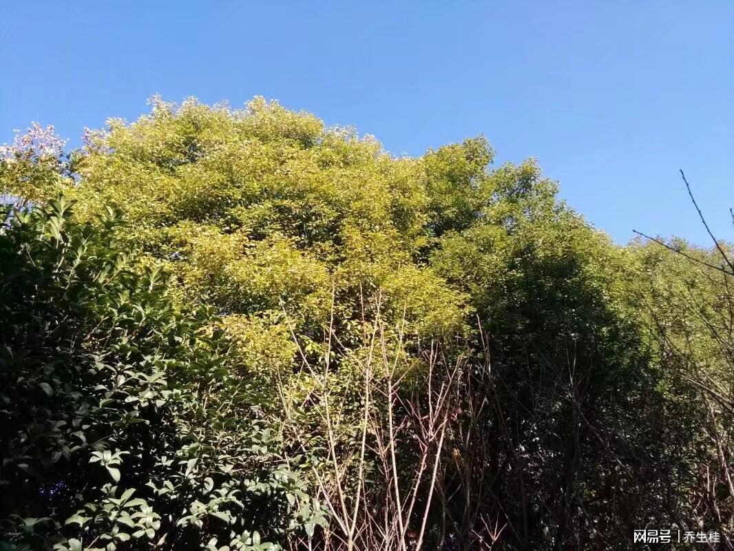 县委书记遭双规后官复原职，妻子求助市委书记内幕