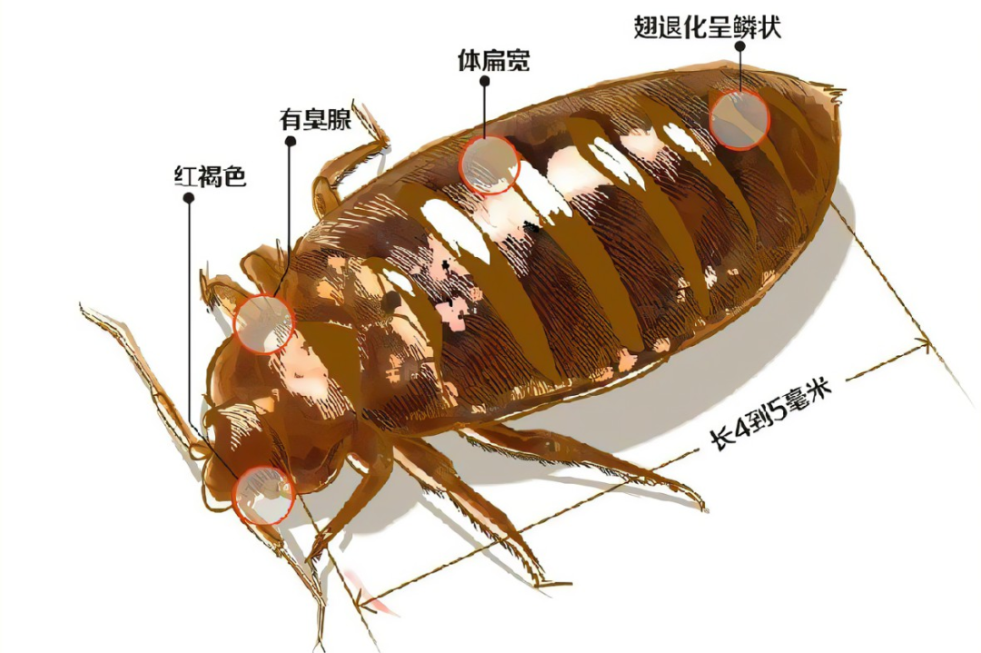 床虱卷土重来：来源、危害及科学防范全攻略