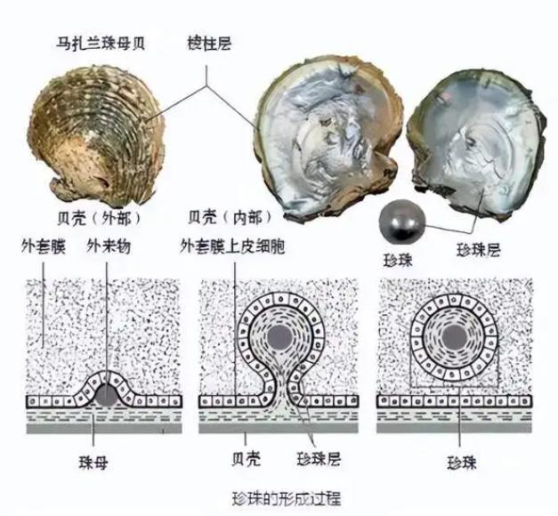 海螺结构