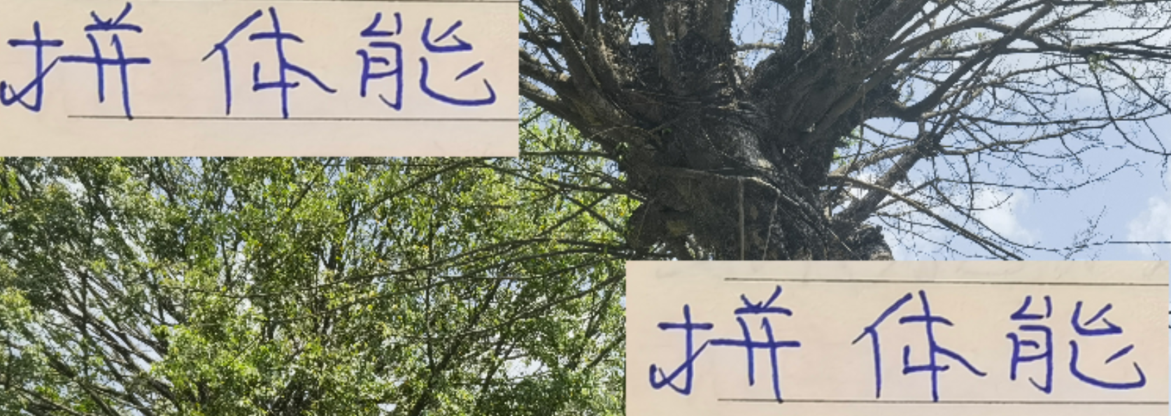 体能制胜！成都蓉城跑动数据碾压申花海港，周定洋费利佩成关键