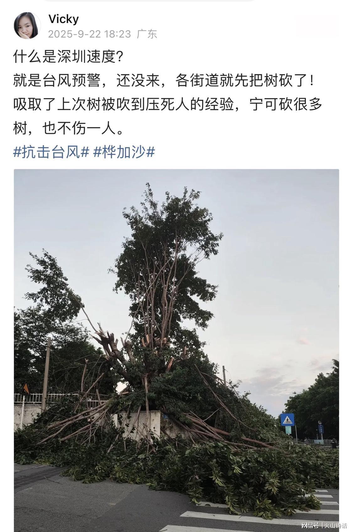 深圳防台风新举措：提前砍树防灾，停工一天损失或达147亿
