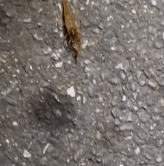 河虾上岸爬行