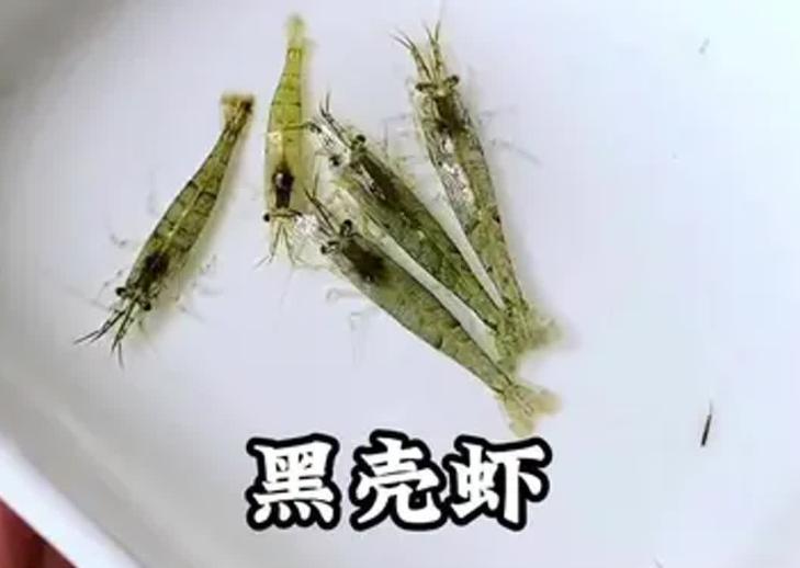黑壳虾栖息环境