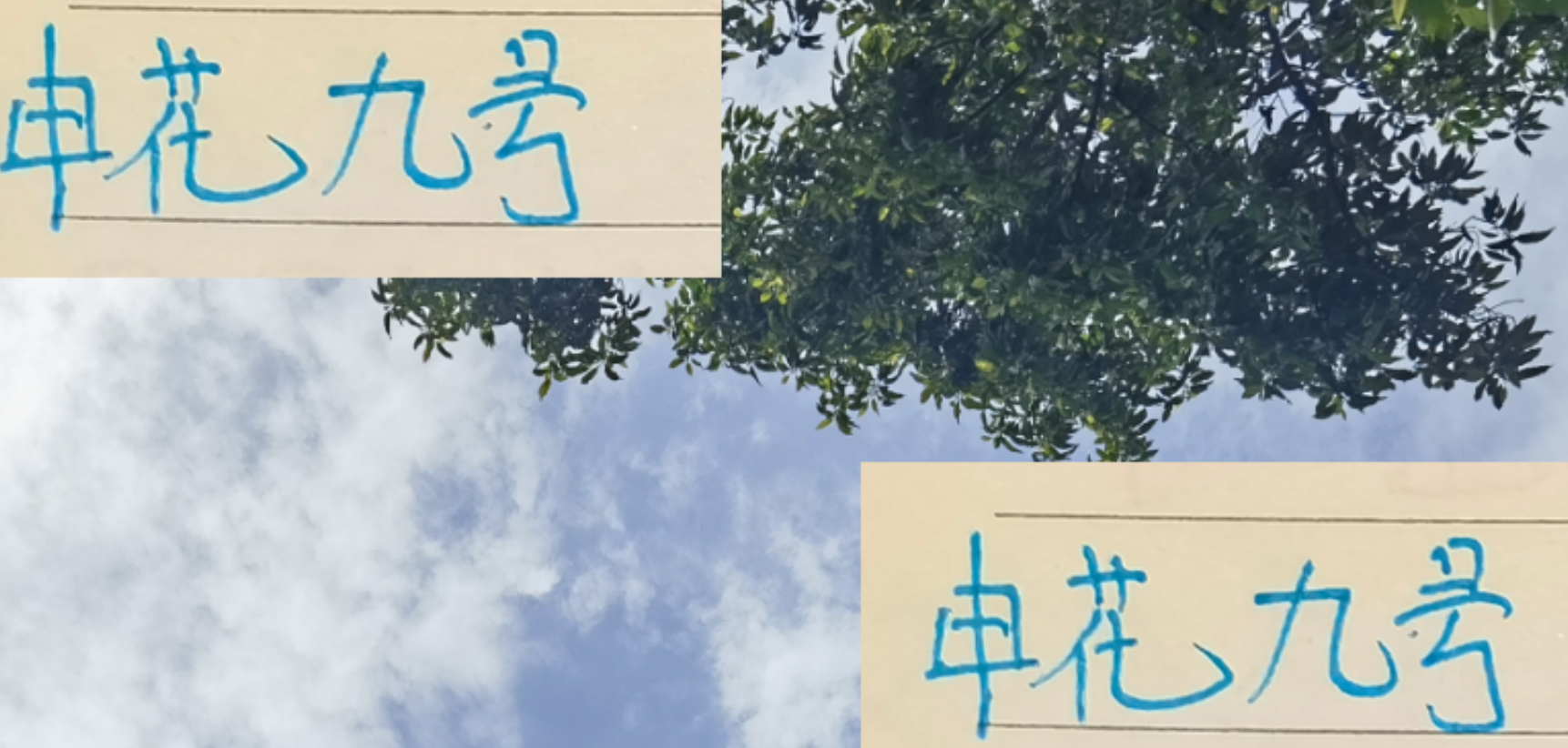 申花9号路易斯状态下滑？但其场上态度仍获认可