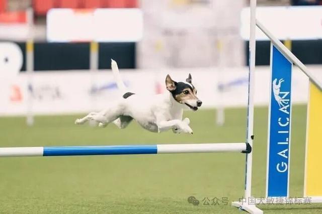 赛事场馆示意图