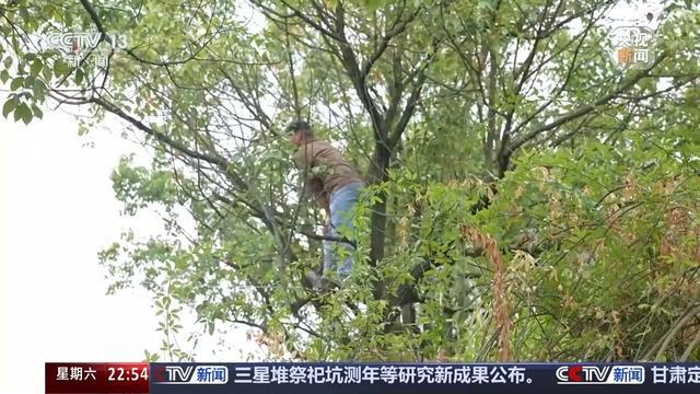 新闻周刊丨永州“湘超”引爆热潮，“树上挂票”成新奇观赛方式