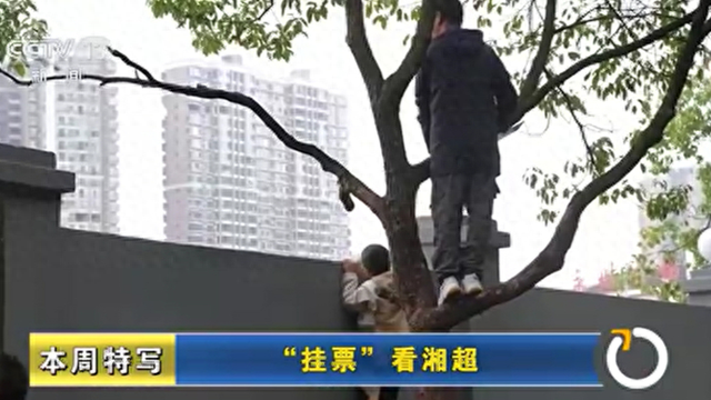 球迷爬树观赛引热议，'湘超挂票'折射体育设施建设新课题