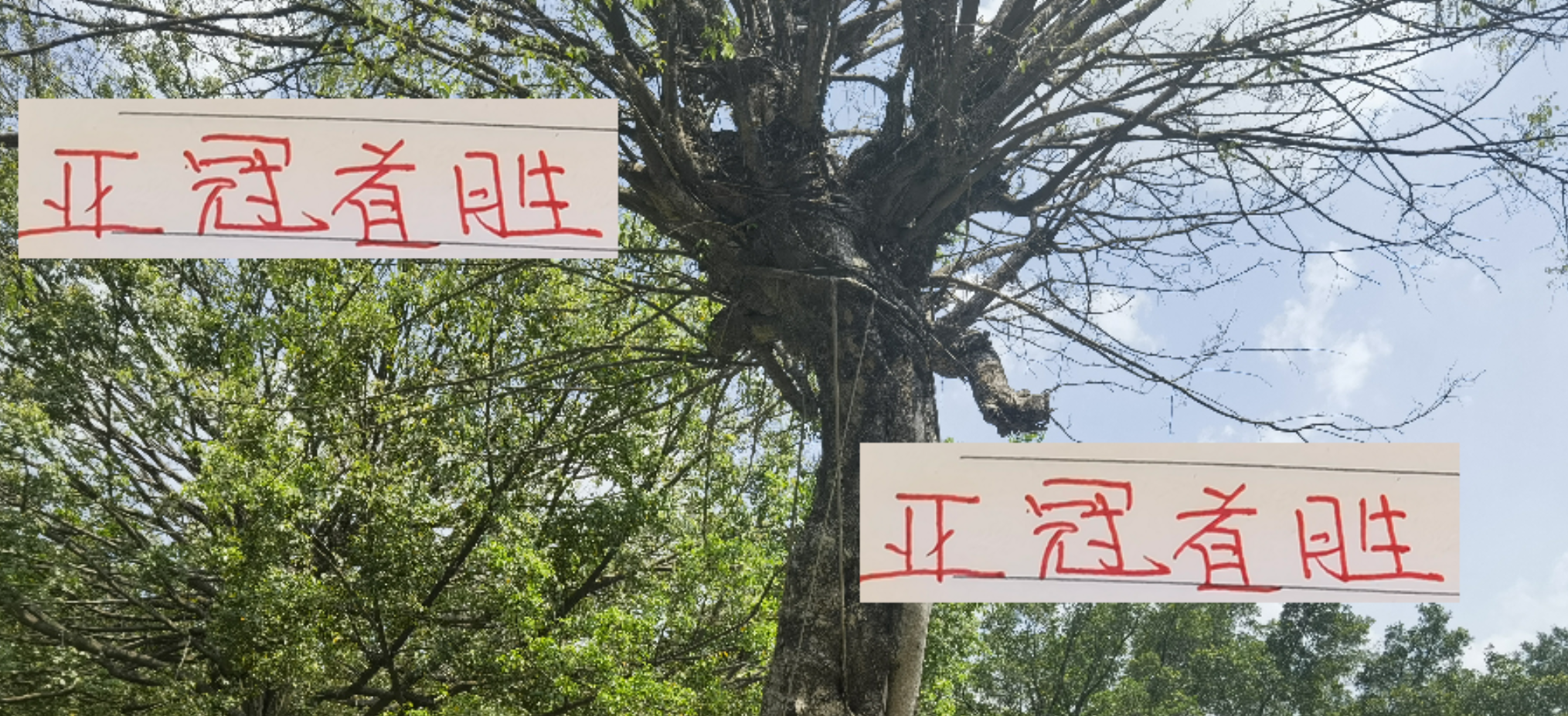 中超前两名国庆前能否斩获亚冠首胜？赛事前瞻解析