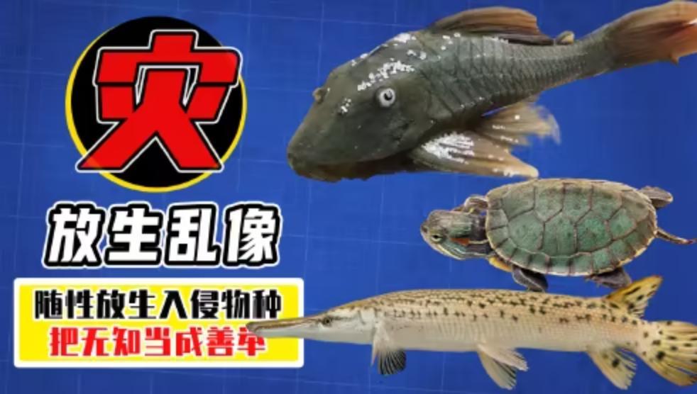 河南黄河大规模放生八须鲶鱼事件：生态危害与法律责任解析