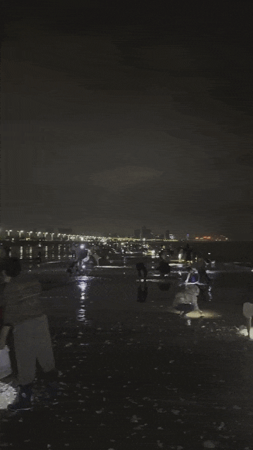 青岛西海岸海域狂风后海鲜大丰收，市民赶海收获满满