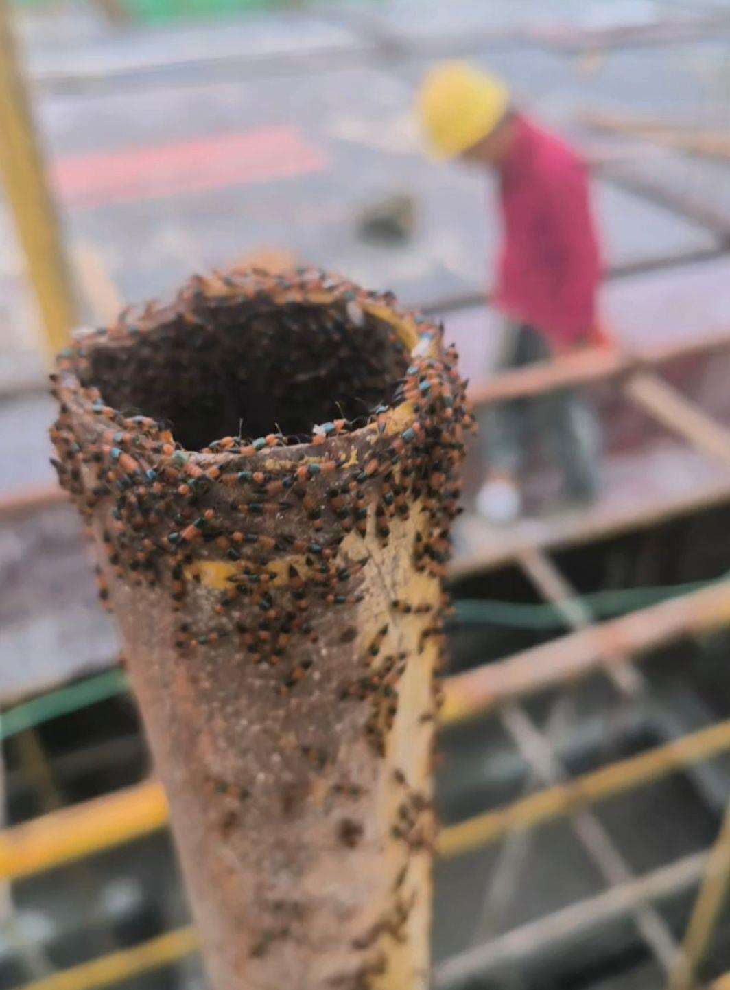 河南多地惊现‘行走的硫酸’隐翅虫，女童受伤案例警示安全防范