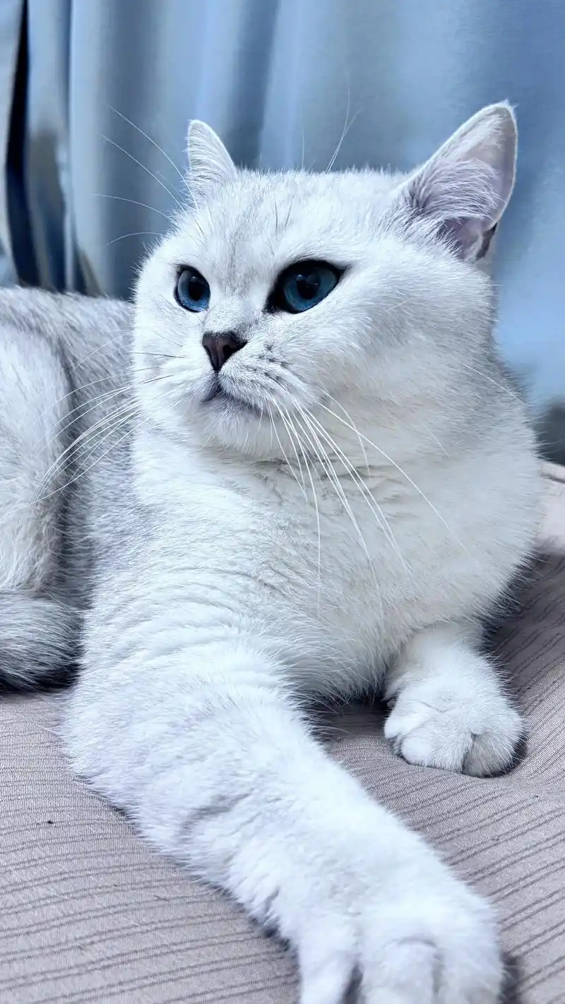 开学季猫咪深情挽留：猫的爱远比想象中长久